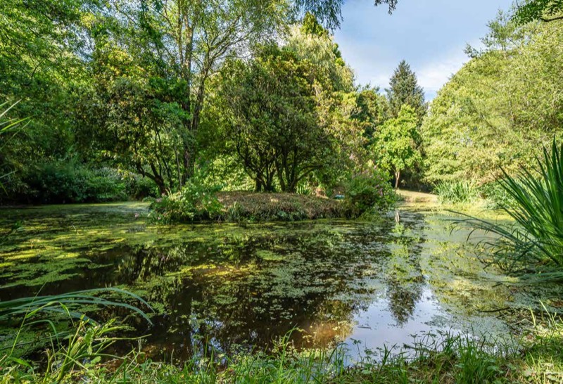 The pond and its wooded island in high summer, reflected in still water.