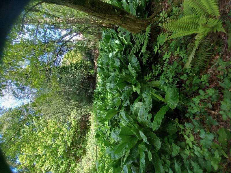 Broad-leaved damp-loving planting and ferns under the tree canopy.