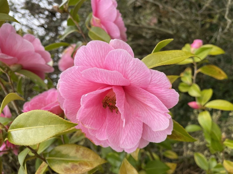 A pink camellia in full flower against glossy dark green leaves.