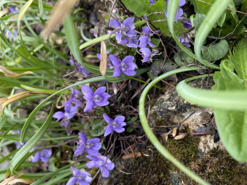 Dog violets flowering among grass and moss on a bank.
