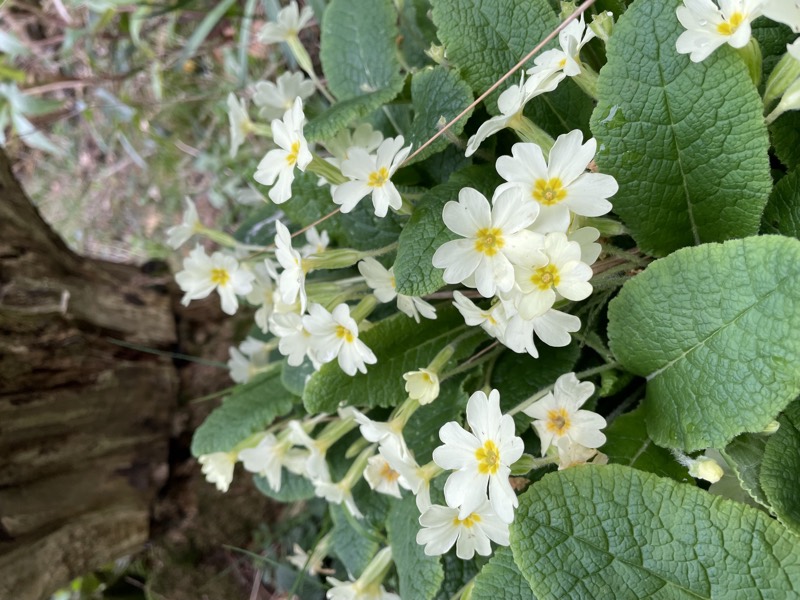 A clump of wild primroses in flower at the foot of a mossy tree trunk.