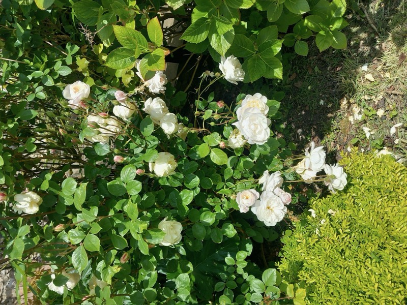 A shrub rose covered in white blooms in a summer border.