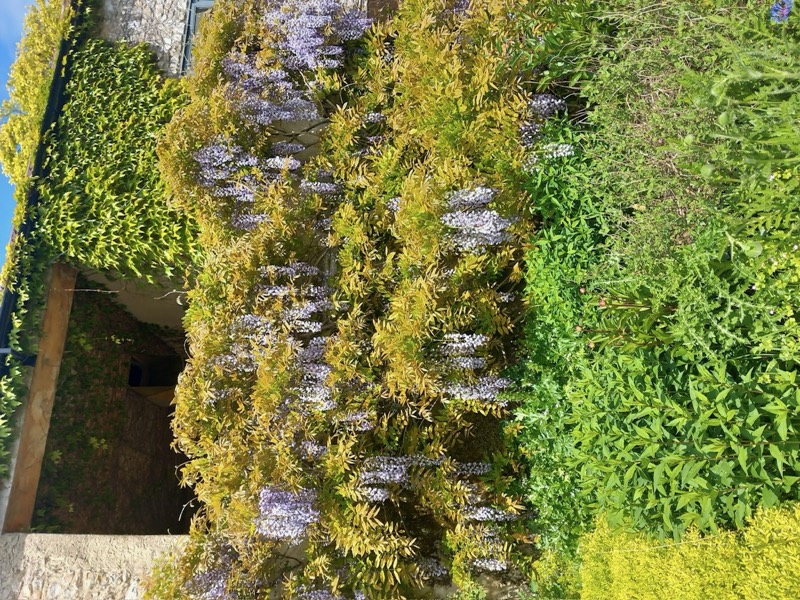Wisteria in full flower over an old stone barn wall.