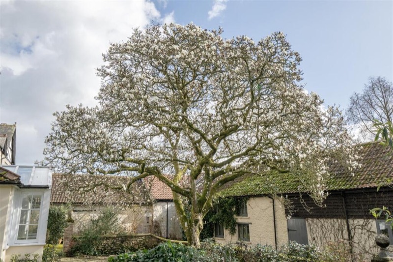 The magnolia in white flower over the courtyard, with the barn range behind.