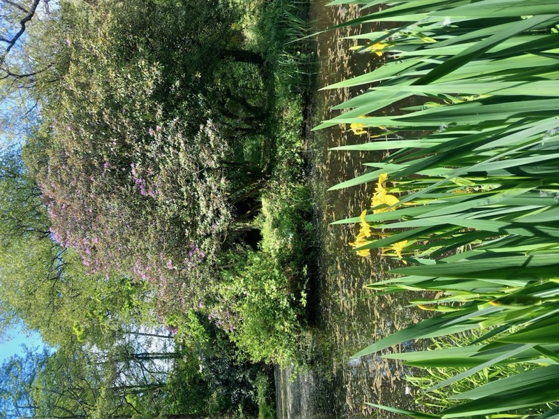 The pond with iris in the foreground and rhododendrons flowering beyond.