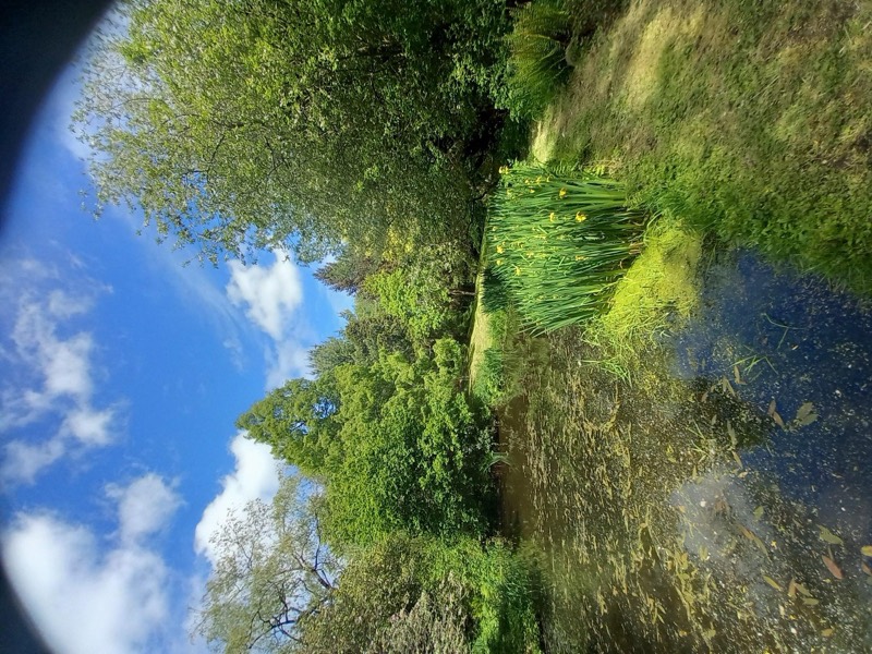 Yellow flag iris flowering at the pond margin under a blue sky.