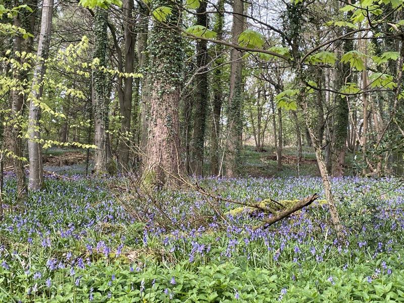 Bluebells carpeting the floor of the woodland beneath tall trees in fresh spring leaf.