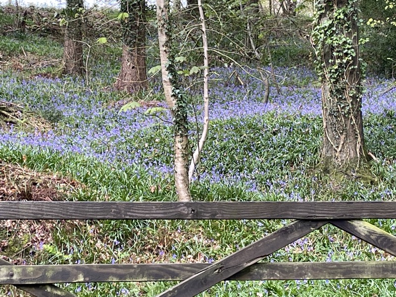 Bluebells spreading through the wood behind a wooden farm gate and post-and-rail fence.