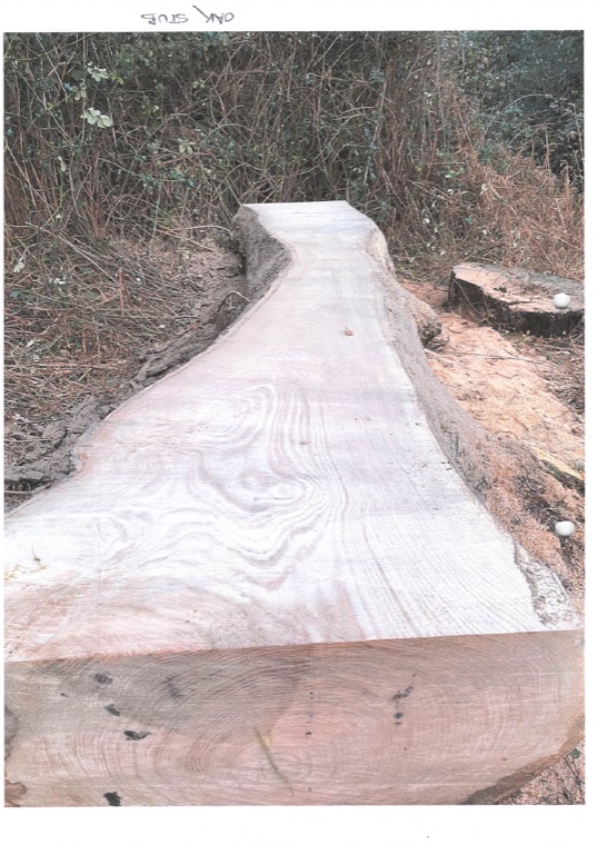 The freshly sawn stump and butt of a large oak lying in rough grass, annotated in pencil oak stub.