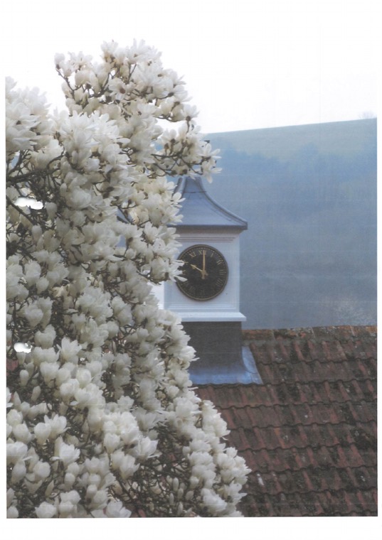 Magnolia blossom in the foreground with the white clock tower and its black clock face rising above a tiled roof.