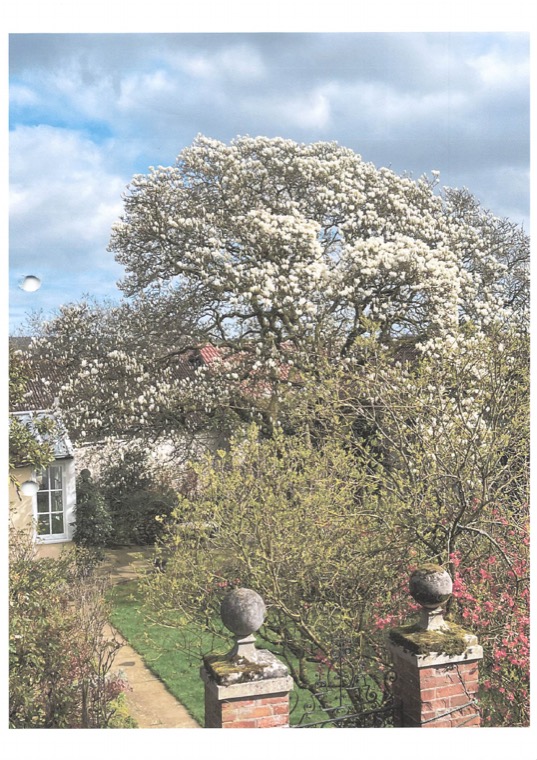 The whole magnolia in full white flower above the courtyard, with the garden path, gate piers and stone finials below.