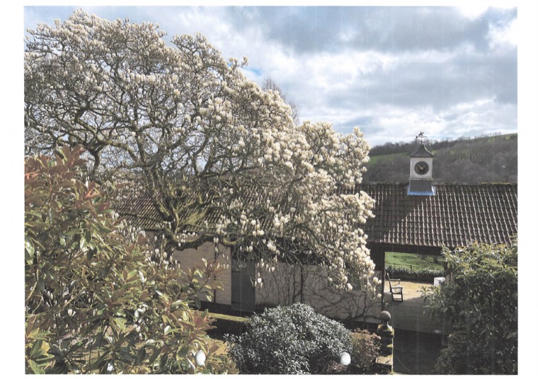 The magnolia in flower beside the barn range, the clock tower and weathervane on the ridge, and the archway leading through to the garden beyond.